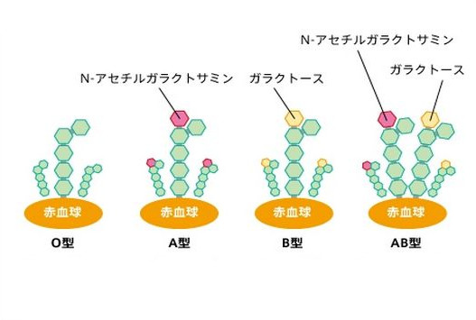 糖鎖と血液型